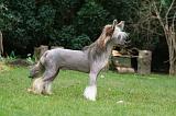 CHIEN NU CHINOIS 214